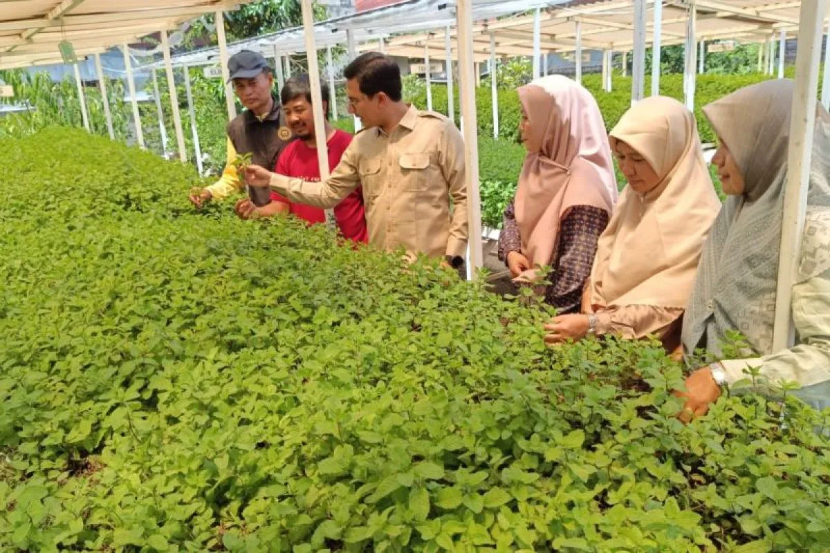 Ketua DPRK Banda Aceh, Irwansyah saat mengunjungi lahan urban farming tanaman mint, di Banda Aceh, Sabtu (19/7/2025) (FOTO: Nukila)