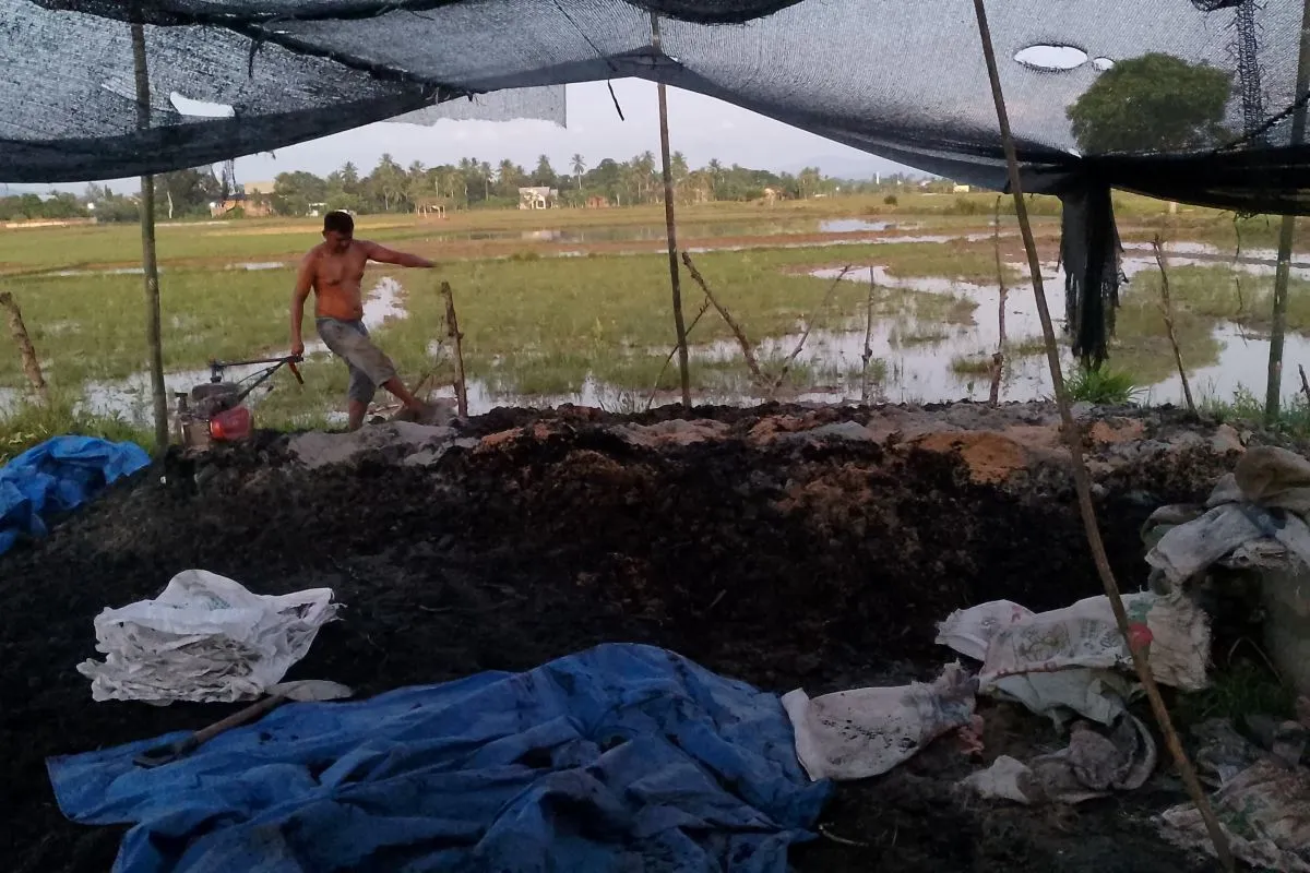 Kegiatan produksi pupuk kompos dari kotoran sapi milik Taufik, di Aceh Besar, Sabtu (26/7/2025). (Foto: ANTARA)