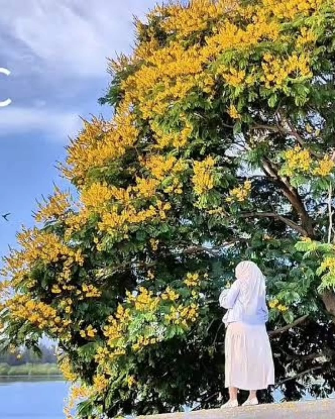 “Pohon Jeju” di Ulee Lheue Jadi Primadona Warga Banda Aceh. (Nukilan)