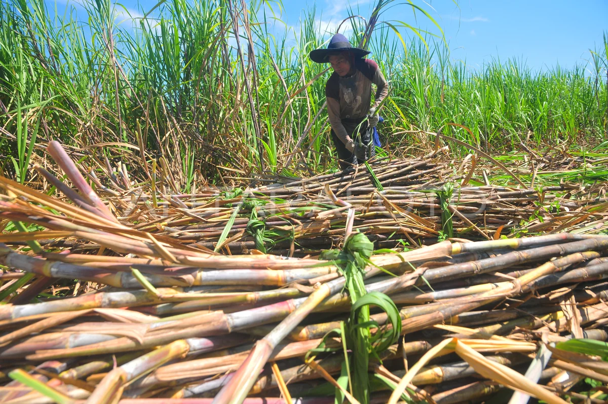 Pekerja memanen tebu di persawahan Desa Peganjaran, Bae, Kudus, Jawa Tengah, Rabu (12/7/2023). (Foto: Antara/Yusuf Nugroho)