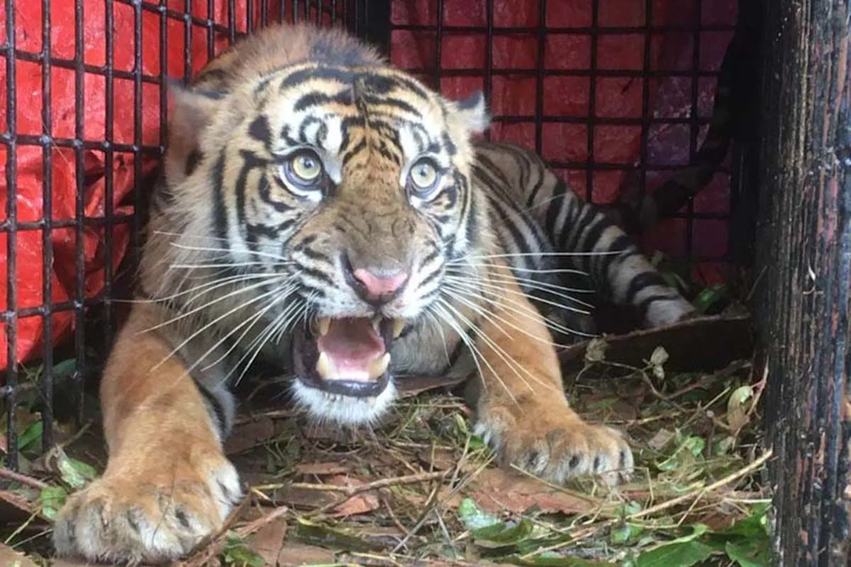 Harimau sumatra masuk kandang jebak di Tapaktuan, Kabupaten Aceh Selatan. (Foto: ANTARA)