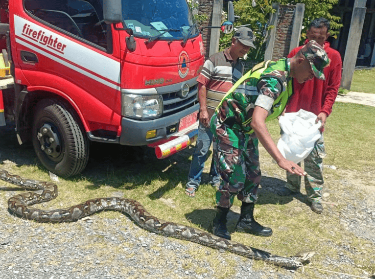 Ular piton sepanjang sekitar enam meter yang dievakuasi dari selokan di Gampong Baroh Blangme, Kecamatan Lhoong, Kabupaten Aceh Besar, Kamis (24/7/2025). (Foto: Dok BPBD Aceh Besar)