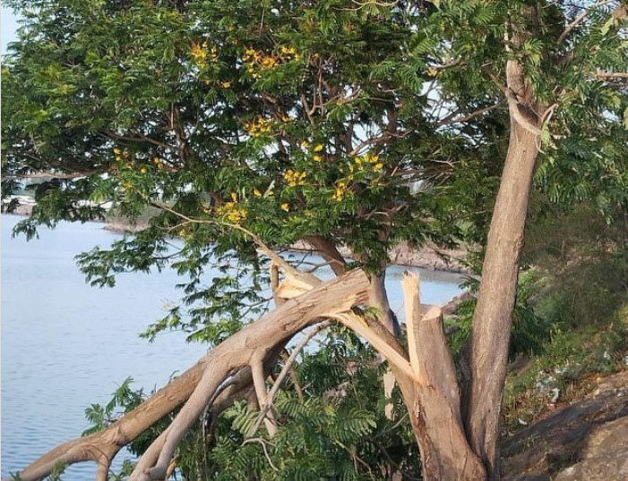 Pohon soga di sekitaran Pantai Ulee Lheue yang sudah ditebang. (Foto: Instagram @infobandaceh)