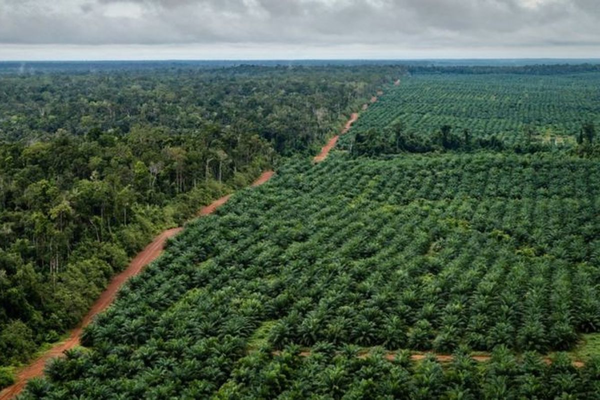 Ilustrasi perkebunan sawit. (Foto: Greenpeace)