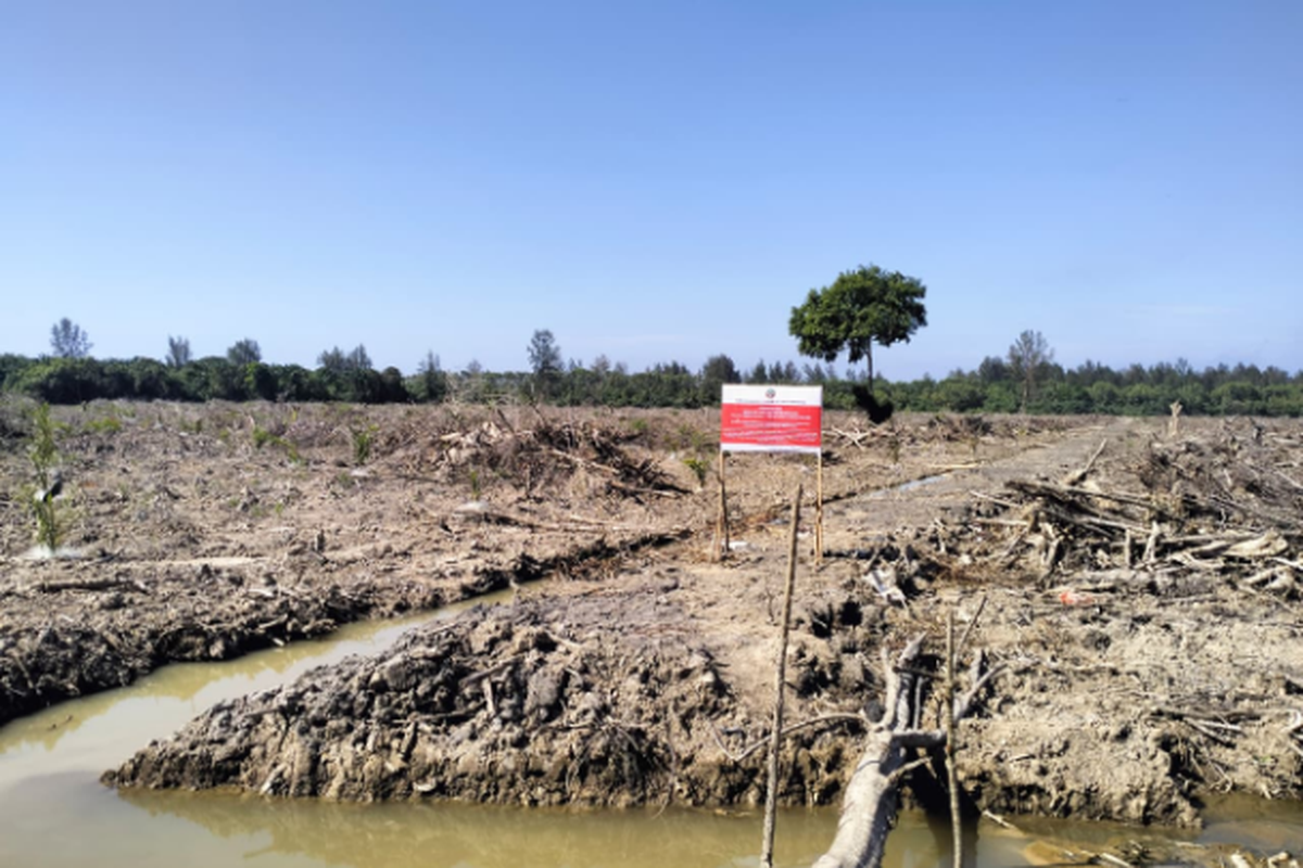 Lahan hutan mangrove di Aceh dibuka secara ilegal untuk ditanami kelapa sawit. (Foto: Dok. KEMENHUT)