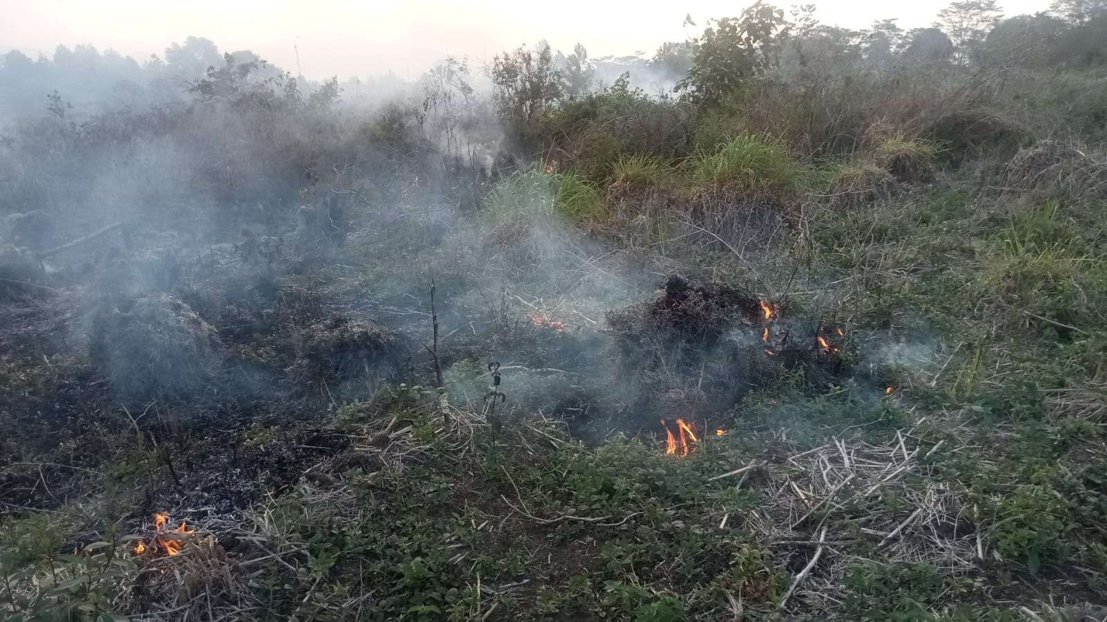 Kebakaran hutan dan lahan (Karhutla) di Kabupaten Bener Meriah, Aceh, menghanguskan sedikitnya tiga hektar. Kebakaran lahan ini berada di Desa Negeri Antara, Kecamatan Pintu Rime Gayo, Senin (18/8/2025) sore. (Foto: BPBA)