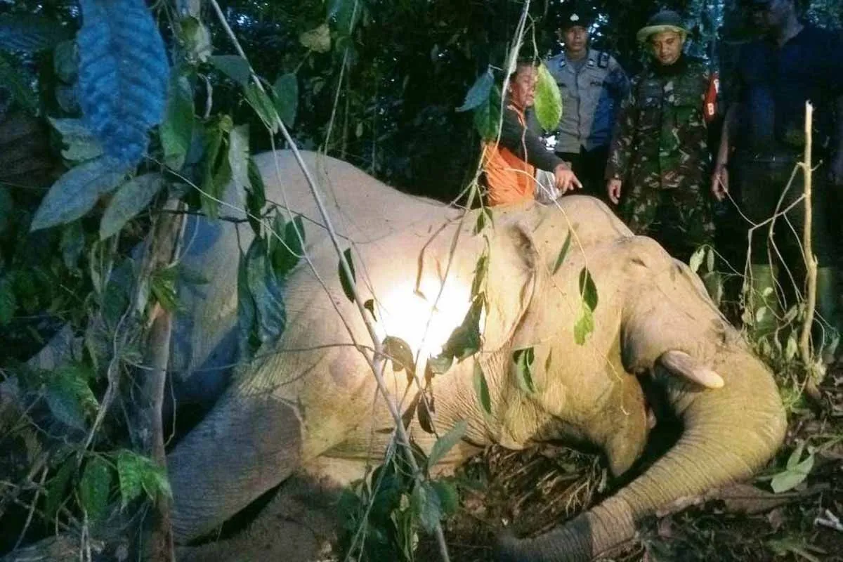 Gajah Sumatera Ditemukan Mati di Aceh Timur. (Foto: ANTARA)