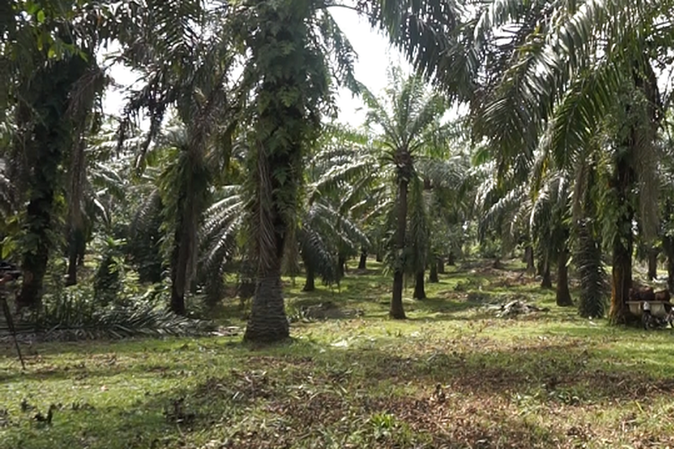 Ilustrasi kebun sawit. (Foto: Kompas)