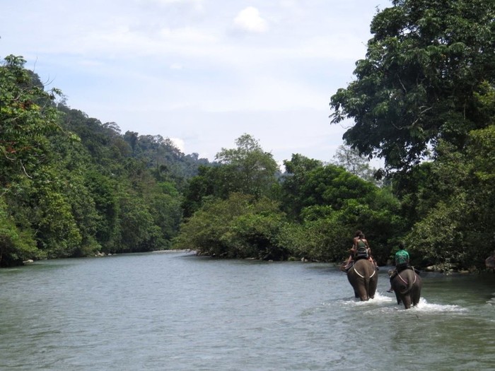 Kawasan Taman Nasional Gunung Leuser. (Foto: Facebook TNGL)