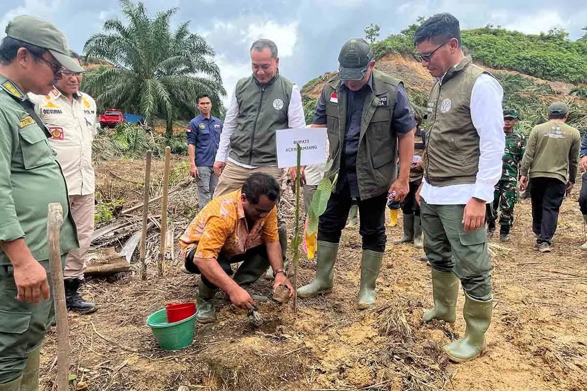 Rehabilitasi dengan penanaman kembali kawasan hutan TNGL di Aceh Tamiang, Kamis (4/9/2025). (Foto: BBTNGL)