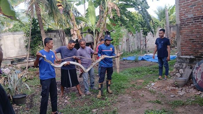 Petugas Pemadam Kebakaran (Damkar) BPBD Aceh Besar Pos Peukan Bada mengevakuasi seekor ular piton dari sebuah kandang ayam milik warga di Gampong Rima Jeuneu, Kecamatan Peukan Bada, Kabupaten Aceh Besar, Sabtu (27/9/2025) pagi. (Foto: BPBD Aceh Besar)