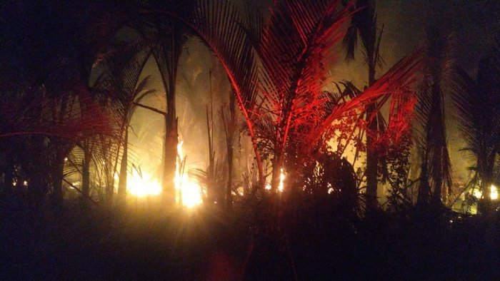 Lahan Rumbia Terbakar di Aceh Besar, Api Berasal dari Pembakaran Sampah