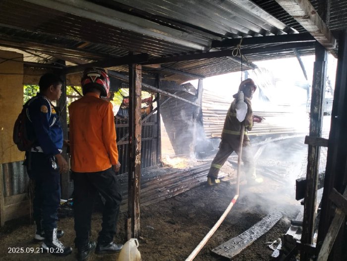 Kebakaran melanda sebuah rumah sekaligus usaha ternak ayam di Desa Suak Ribee, Kecamatan Johan Pahlawan, Kabupaten Aceh Barat, pada Minggu (21/9/2025) pagi. (Foto: BPBA)