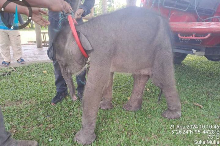 Bayi gajah Panton di Aceh Besar. (Foto: ANTARA/HO-BKSDA Aceh)