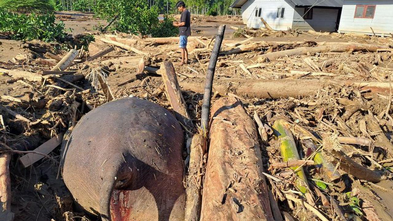 Gajah Sumatera Ditemukan Tewas Terjepit Material Banjir di Pidie Jaya. (FOTO: SOSIAL MEDIA)