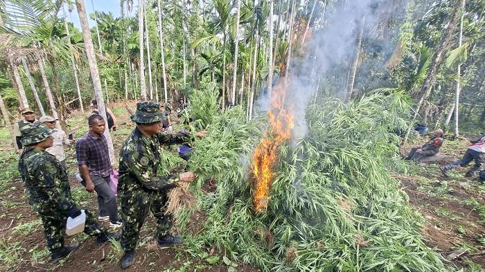 BNN Musnahkan 69 Ton Ganja di Aceh Utara. (Foto: BNN)