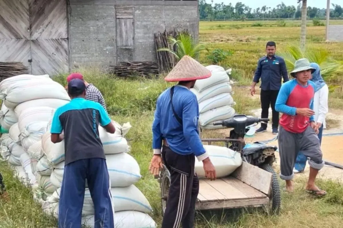 Petani menumpukkan gabah usai di panen di lahan sawah di Kabupaten Aceh Barat Daya, Rabu (23/7/2025) (FOTO: Antara/Suprian)