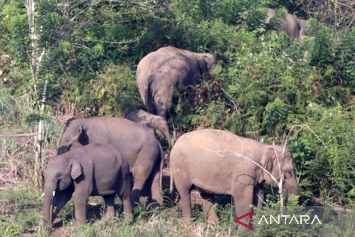 Gajah Liar Masuk Permukiman. (Foto: For ANTARA)