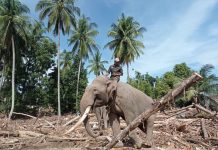 Gajah Bantu Pemulihan Pascabanjir di Pidie Jaya