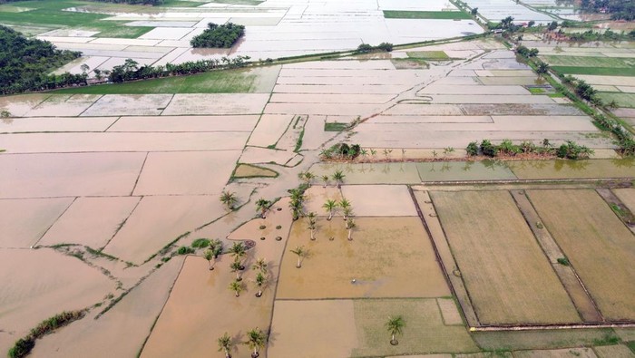 Ilustrasi Sawah: (ANTARA FOTO/Yudi Manar)
Baca artikel detikfinance, "27.000 Ha Lahan Sawah di Sumut-Aceh Terendam Banjir" selengkapnya https://finance.detik.com/berita-ekonomi-bisnis/d-8237197/27-000-ha-lahan-sawah-di-sumut-aceh-terendam-banjir.
Download Apps Detikcom Sekarang https://apps.detik.com/detik/