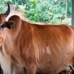 Presiden Prabowo Salurkan Bantuan Sapi Meugang untuk 1.455 Desa Terdampak Bencana di Aceh