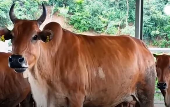 Ilustrasi sapi aceh. (Foto: sapibagus.com)