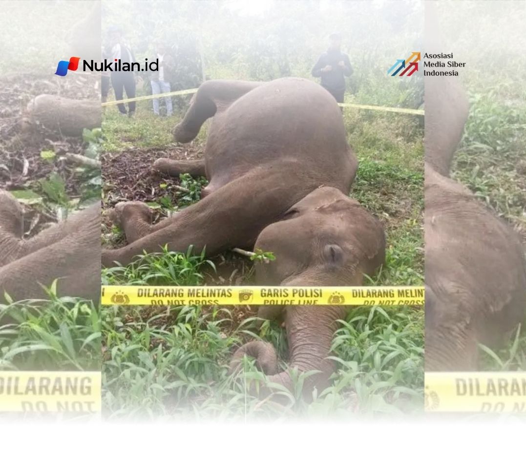 Gajah ditemukan mati diduga akibat kawat listrik (Foto: dok. BKSDA Aceh)