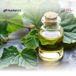 Nilam Aceh Bangkit dari Masa Surut, Integrasi Petani hingga Digitalisasi Dorong Ekspor