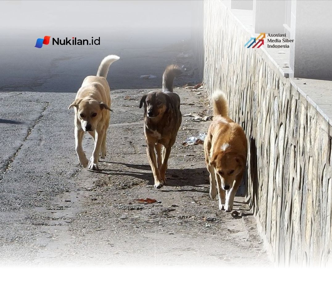 Ilustrasi anjing liar. (Foto: VOI)