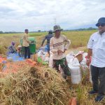Bulog Aceh Serap 6.547 Ton Gabah Petani, Perkuat Stok dan Stabilitas Harga