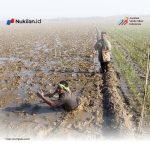 Petani Aceh Utara Desak Percepatan Revitalisasi Sawah Pascabanjir