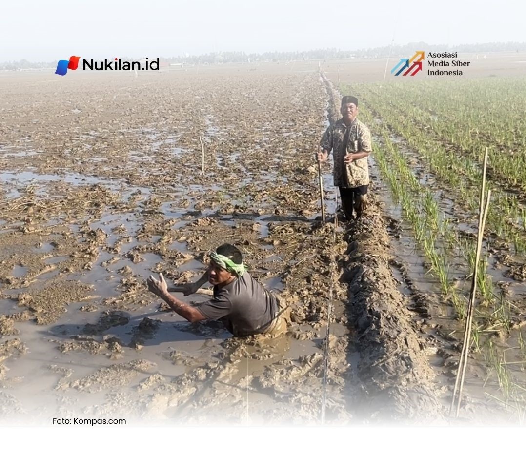 Petani gampong Pinto Makmur, Muara Batu, Aceh Utara, Mahmudi Ilyas yang tengah berdiri di pematang dan Ridwan yang tengah kesulitan berjalan di sawah terdampak banjir bandang, Kamis (15/1/2026). (FOTO: KOMPAS.com/Syakirun Ni'am)