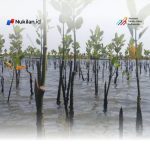 DLHK Aceh Perkuat Rehabilitasi Mangrove di Sejumlah Wilayah Pesisir