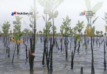 DLHK Aceh Perkuat Rehabilitasi Mangrove di Sejumlah Wilayah Pesisir