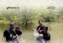 Warga Selamatkan Dua Lumba-Lumba yang Terdampar di Tambak Aceh Tamiang