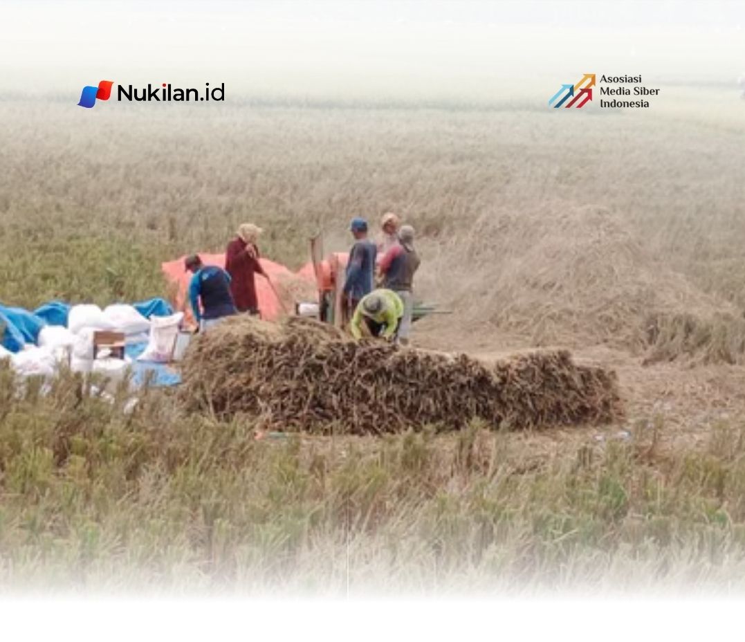 Ilustrasi petani saat panen. (Foto: MI)