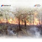 20 Hektare Lahan di Aceh Jaya Terbakar Sepanjang Triwulan I 2026