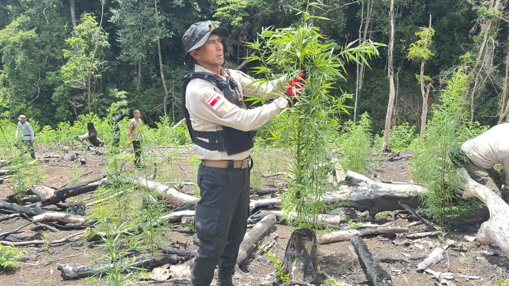 Kapolda Aceh, Irjen Pol. Marzuki Ali Basyah, melakukan pemusnahan temuan ladang ganja di Desa Lampanah, Kecamatan Seulimum, Kabupaten Aceh Besar, Rabu, 29 April 2026. (Foto: Dok. Polda Aceh)
