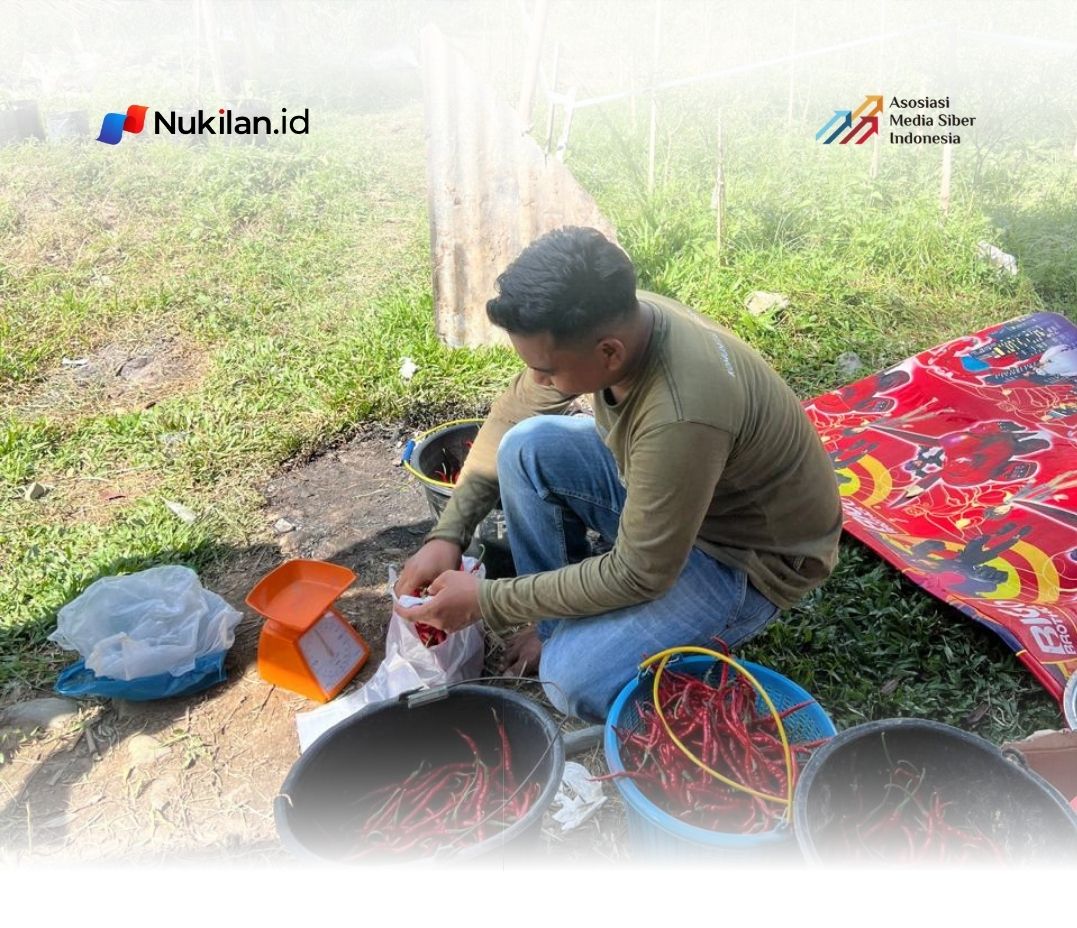 Potret petani cabai lokal di Kecamatan Samadua, yang menjalin kolaborasi dengan Program Satuan Pelayanan Pemenuhan Gizi (SPPG) Desa Jilatang. (Foto: For Nukilan)