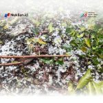 Hujan Es Terjang Aceh Tengah, Tanaman Kopi Warga Rusak