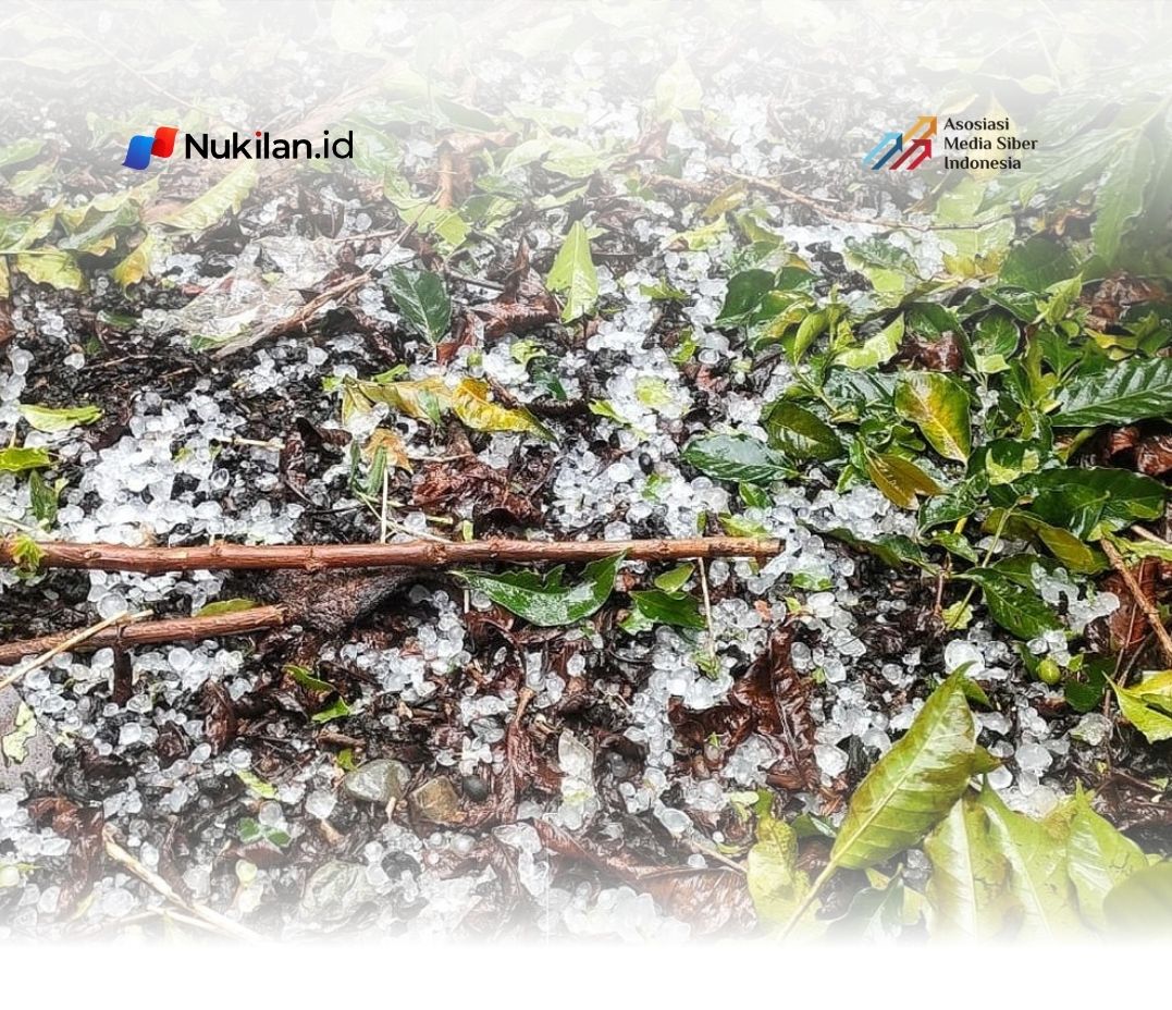 Hujan Es di Aceh Tengah Rusak Tanaman Kopi Warga. (Foto: Dokumen Warga)