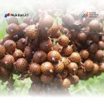 Harga Jernang Anjlok di Aceh, Petani Pidie Beralih ke Kopi dan Kakao