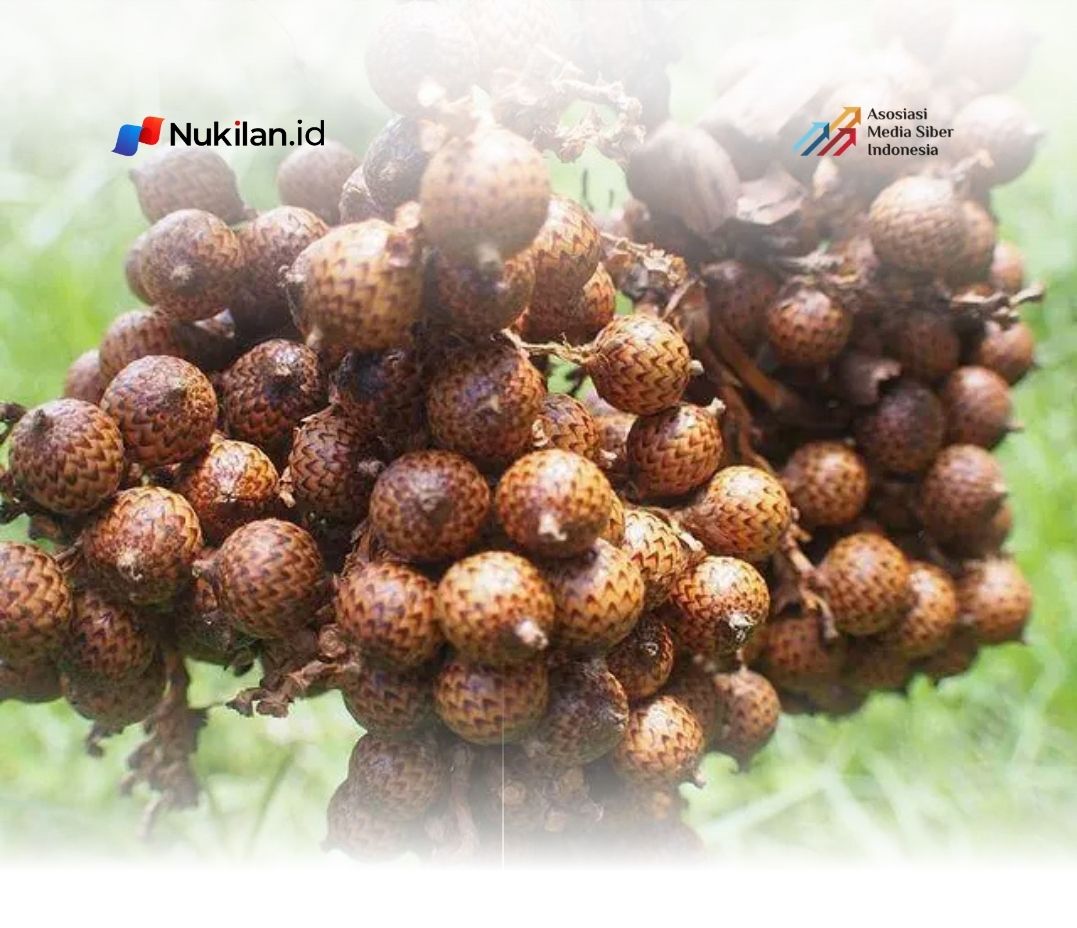 Buah Jernang. (Instagram.com/dewa_rahmana)
