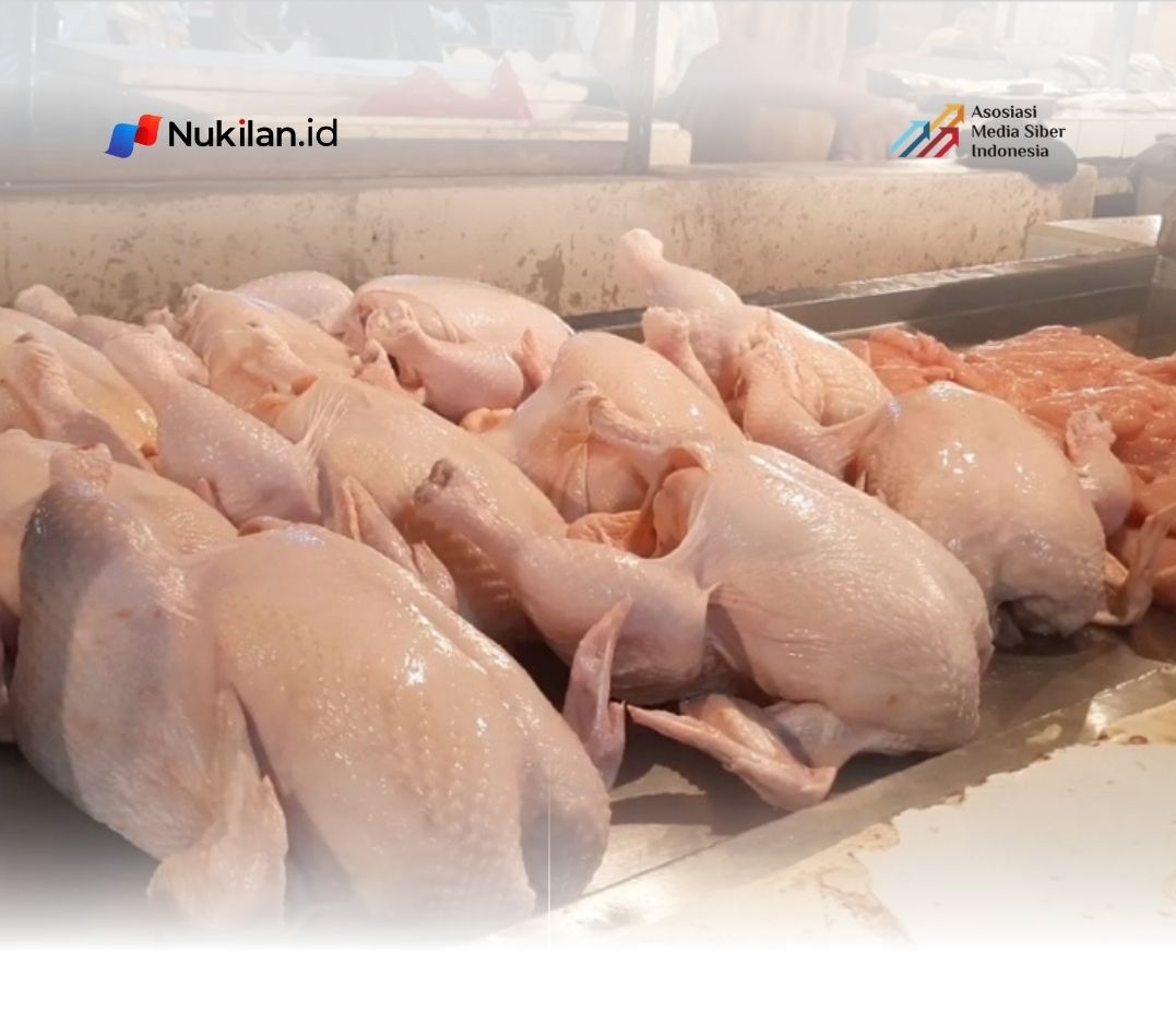 Ilustrasi ayam. (Foto: dahu-cikeusal.desa.id)