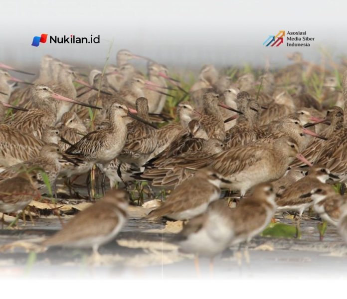 Buruang Migran
