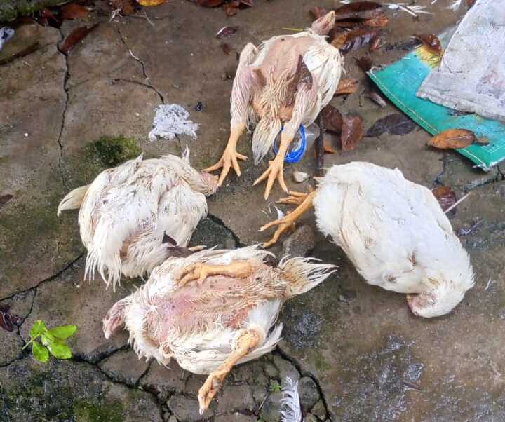 Kondisi ayam milik Asnawi yang mati akibat tidak ada penerangan. (Foto: Dok warga)