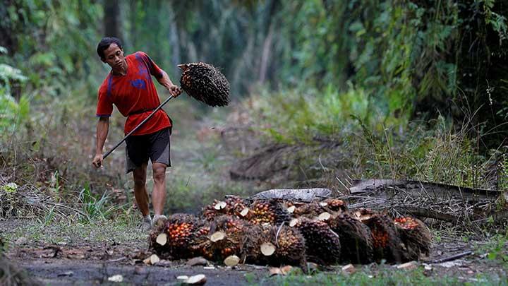 Ilustrasi kelapa sawit. (Foto: Reuters)