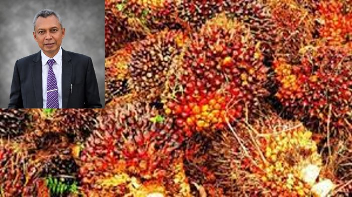 Distanbun Aceh Minta PKS Patuhi Harga Resmi TBS, Petani Sawit Harus Dapat Perlindungan. (Foto: Ist)