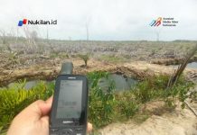 Nihil Penegakan Hukum, Perambahan Mangrove Aceh Tamiang Masih Berlanjut mangrove