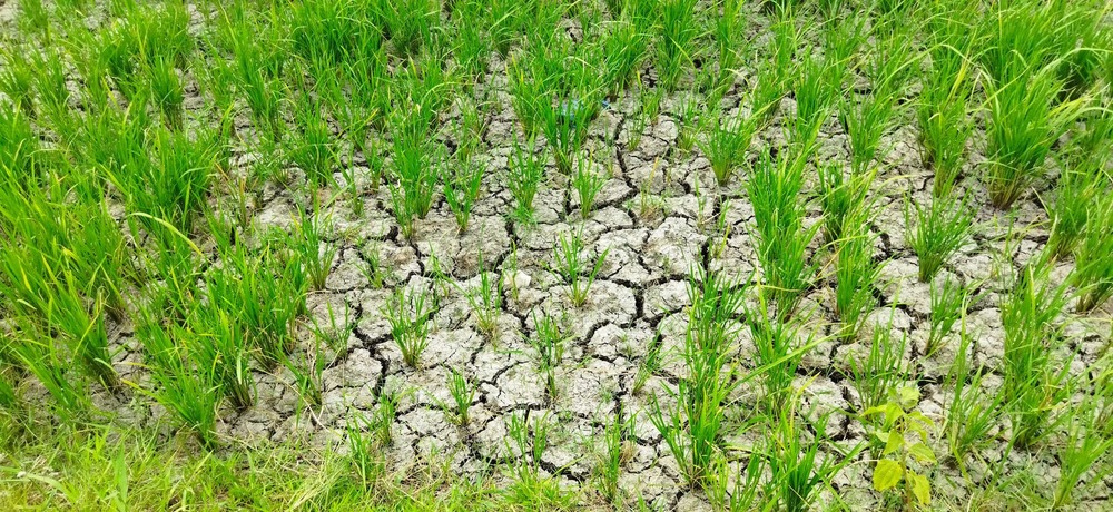 Kekeringan sawah yang melanda Gampong Tungkop, Kecamatan Darussalam, Kabupaten Aceh Besar. (Foto: Nukilan/Sammy)
